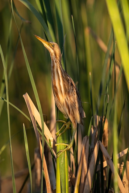 Tarabusino dorso striato in ambiente di canne La Pampa Provincia Patagonia Argentina