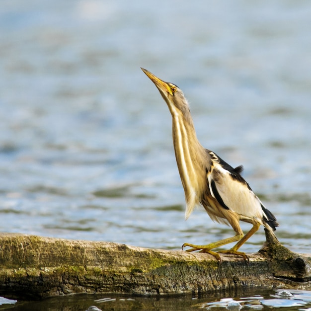 Tarabusino Ixobrychus minutus allo stato selvatico