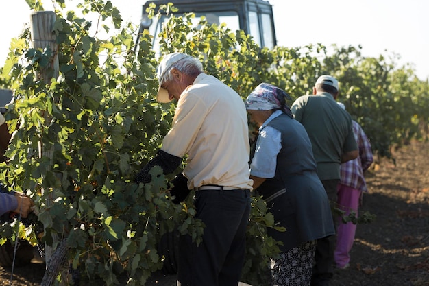 Taraclia Moldova 09152020 Agricoltori che raccolgono l'uva da un vigneto Vendemmia autunnale