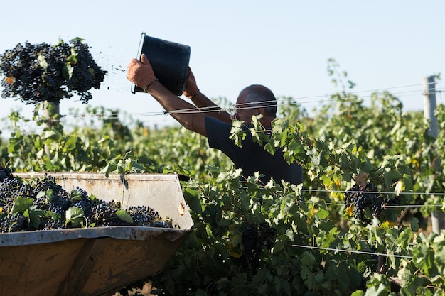 Taraclia Moldova 09152020 Agricoltori che raccolgono l'uva da un vigneto Vendemmia autunnale