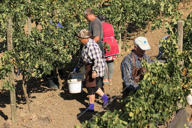 Taraclia Moldova 09152020 Agricoltori che raccolgono l'uva da un vigneto Vendemmia autunnale