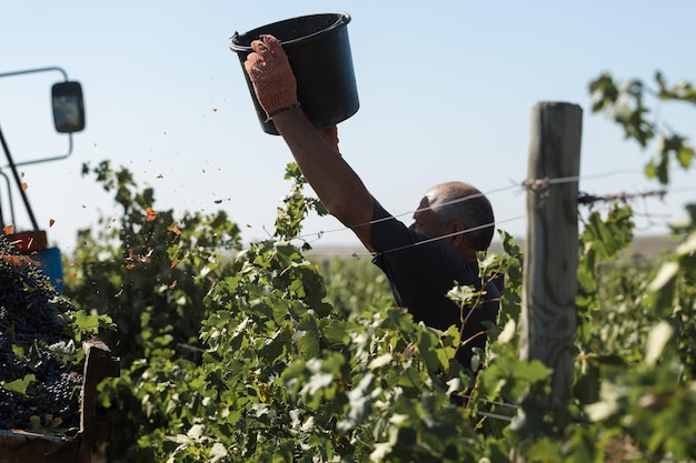 Taraclia Moldova 09152020 Agricoltori che raccolgono l'uva da un vigneto Vendemmia autunnale