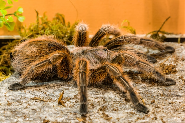 Tarantola Cilena Cilena