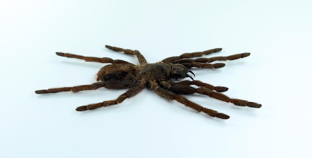 Tarantola ragno nero gigante isolata su bianco. Erypelma spinius macro primo piano, aracnidi, insetto