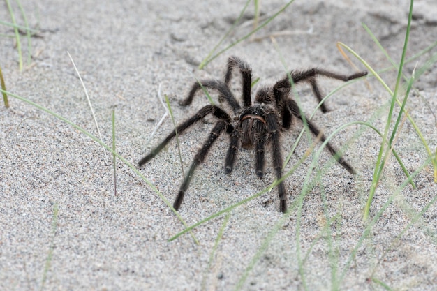 Tarantula Spider vicino sullo sfondo sabbia