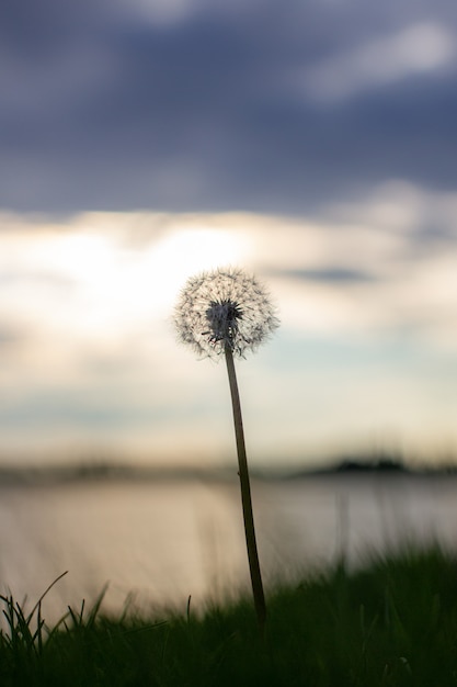 Tarassaco al tramonto arancione. Dente di leone lanuginoso contro il sole anteriore al tramonto vicino, sfondo sfocato Ikebana di fiori di tarassaco essiccati