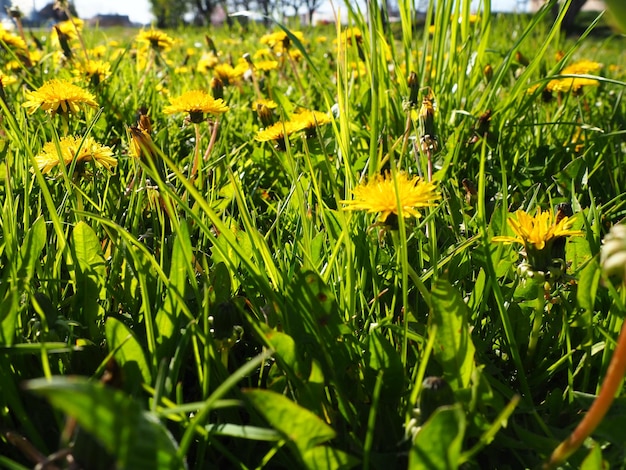 Tarassaco che soffia Primo piano di fiori gialli luminosi di Taraxacum sullo sfondo di erba verde in un giardino estivo Campo di fiori gialli