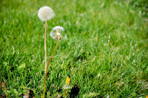 Tarassaco cresce in un campo nel mezzo di erba verde Paesaggio autunnale Primo piano di un fiore