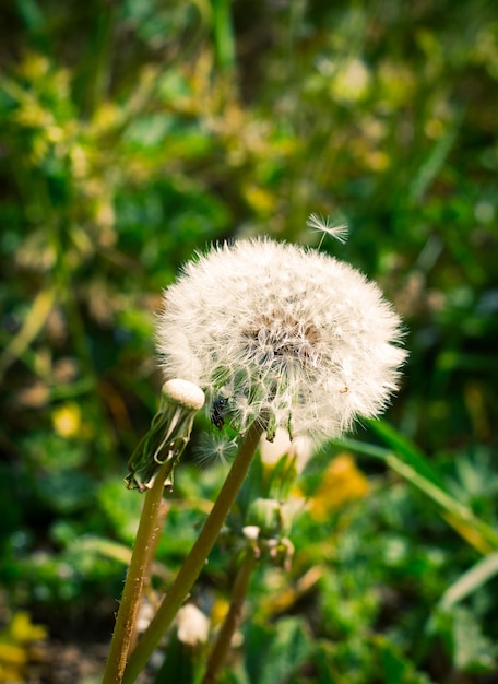 Tarassaco fiore di primavera