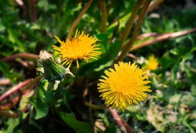 Tarassaco fiore di primavera