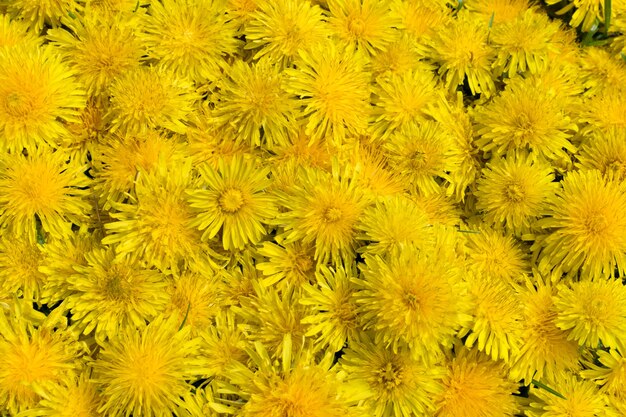 Tarassaco fiore giallo naturale pattern o texture close up. Sfondo soleggiato di primavera con fiori gialli e foglie vista dall'alto