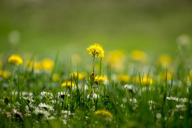 Tarassaco giallo sul campo erboso nella mattina di primavera