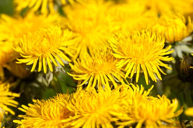 tarassaco giallo