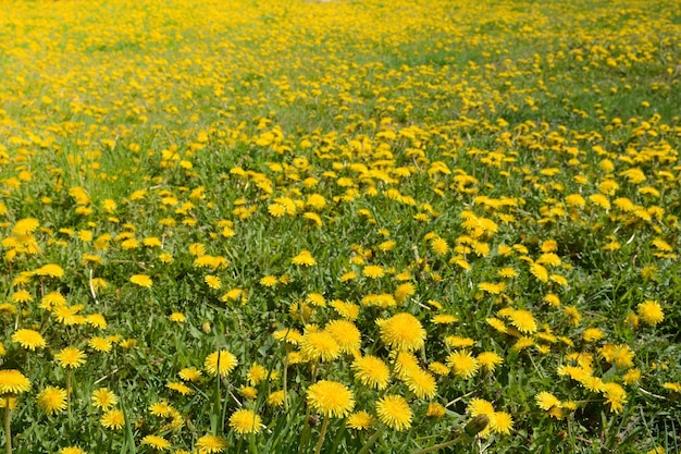 tarassaco giallo