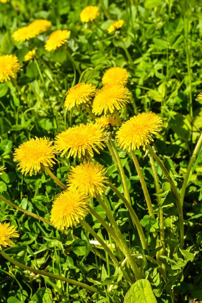 tarassaco giallo