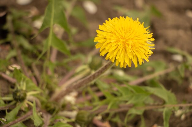 Tarassaco in fiore con fiore giallo molto bello