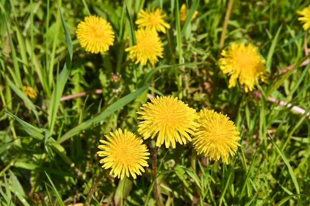 Tarassaco nel prato primaverile