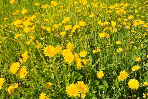 Tarassaco nel prato primaverile