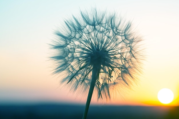 Tarassaco staglia contro il cielo al tramonto Natura e botanica dei fiori