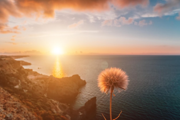 Tarassaco sul mare di primavera paesaggio con cielo al tramonto e costa rocciosa vulcanica mare calmo su a