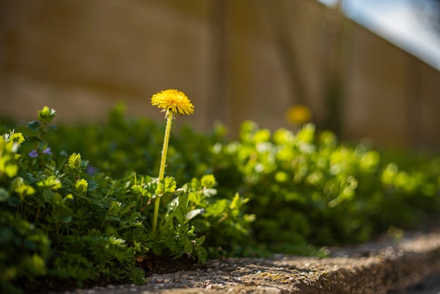 Taraxacum fiore circondato da erba verde a primavera