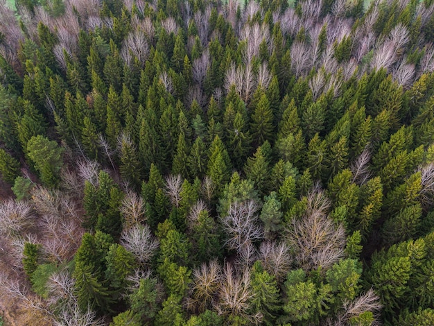 Tardo autunno nella foresta