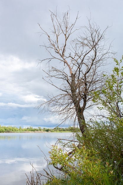 tardo autunno, un albero senza fogliame sul fiume con un cielo nuvoloso