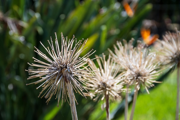 Targeting selettivo di detriti di fiori molto secchi