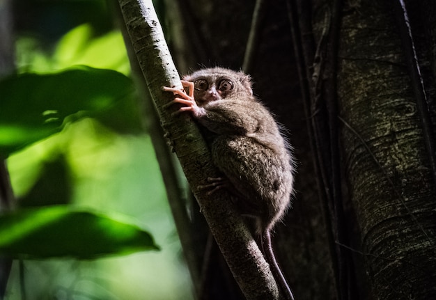 Tarsier spettrale