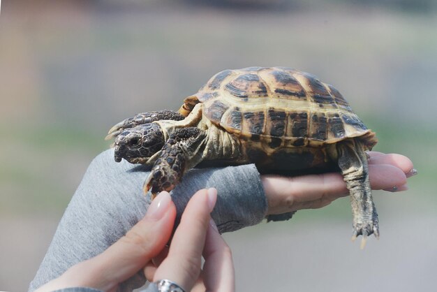 Tartaruga a portata di mano da vicino Il concetto di amicizia umana con il mondo animale Aiutare gli animali bisognosi