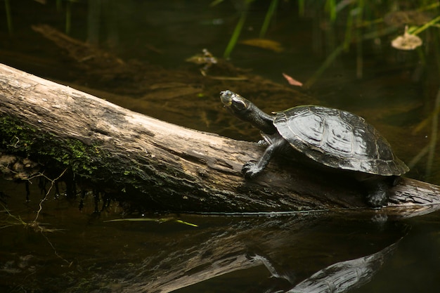 Tartaruga amazzonica