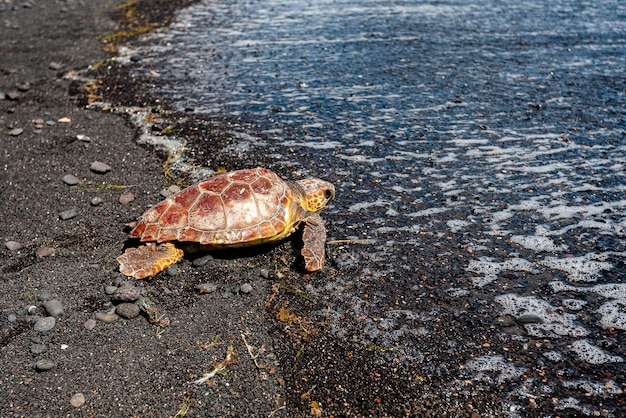 Tartaruga (Caretta caretta) che ritorna al mare