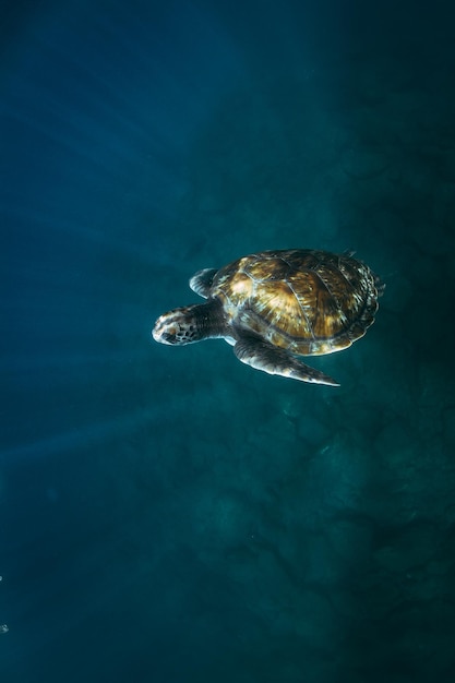Tartaruga che nuota in mare