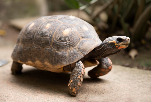 Tartaruga con macchie arancioni Sulcata Geochelone Tartaruga Sulcata