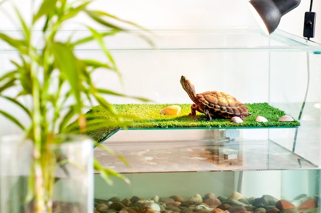 Tartaruga dall'orecchio rosso che prende il sole in acquaterrario, tartaruga tigre d'acqua (Trachemys dorbigni)