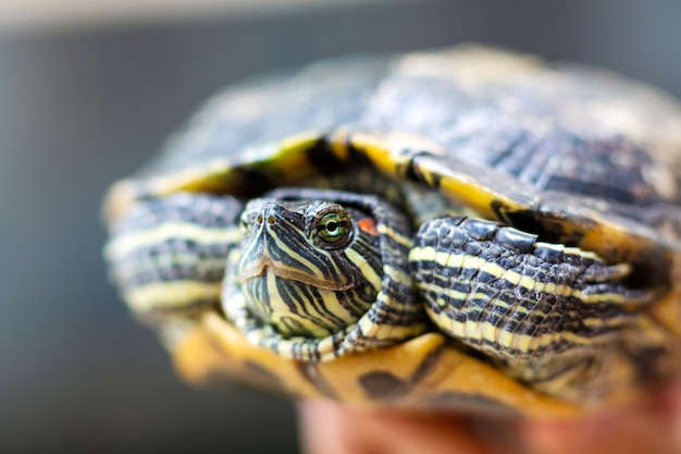 Tartaruga dalle orecchie rosse - Trachemys scripta elegans. Tartaruga dalle orecchie rosse del cursore alla luce solare di estate