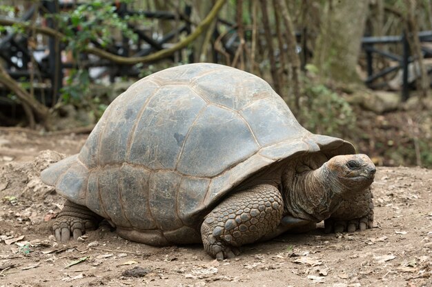 Tartaruga delle Galapagos in una riserva naturale