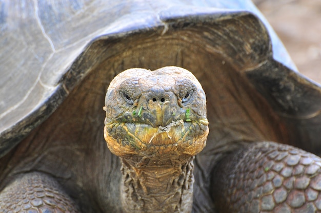 Tartaruga delle Galapagos