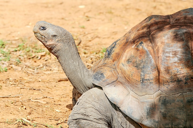 Tartaruga delle Galapagos