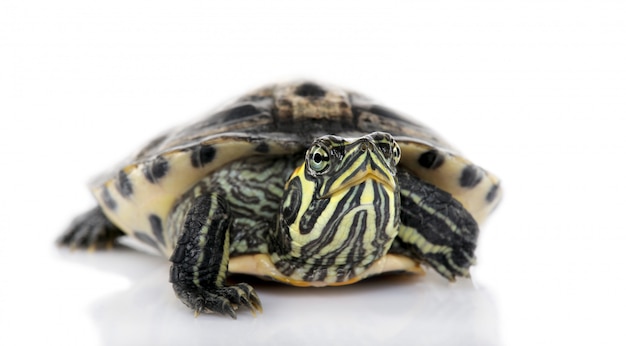 Tartaruga di fronte alla tartaruga della fotocamera di fronte a un backgroung bianco