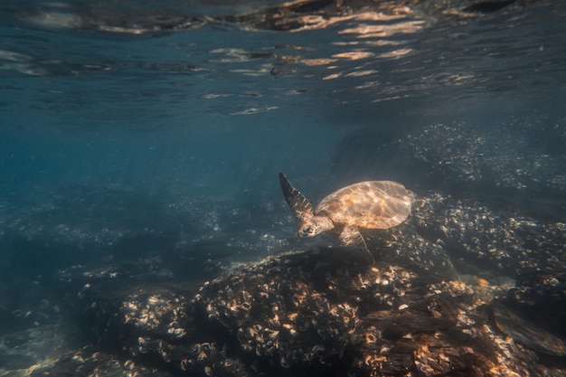 Tartaruga di mare verde che nuota sott'acqua in un oceano bluWildlife ConceptCopy Space