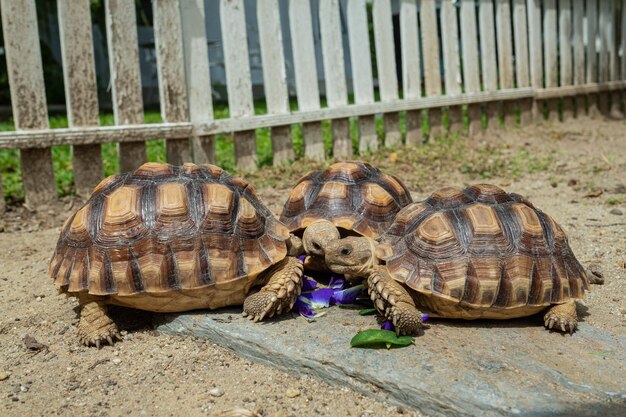 Tartaruga di Sucata che mangia le verdure con lo sfondo della natura