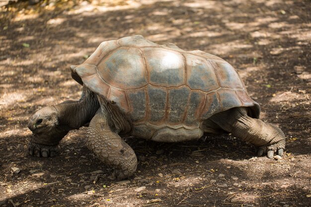 Tartaruga gigante a Mauritius.