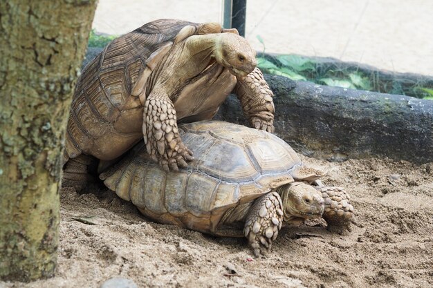 Tartaruga in un zoo che si accoppiano