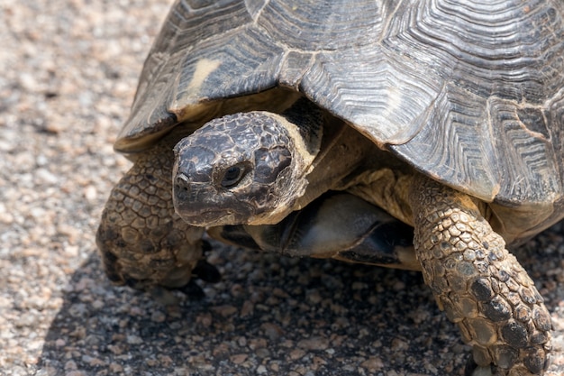 Tartaruga Marginata Sarda (Testudo marginata)