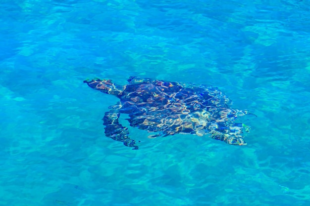 Tartaruga marina che nuota in acqua. Vista dall'alto