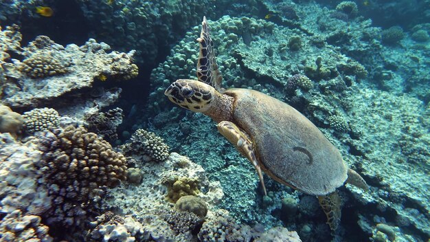 Tartaruga marina embricata (specie CR) Tartaruga embricata - Eretmochelys imbricata.