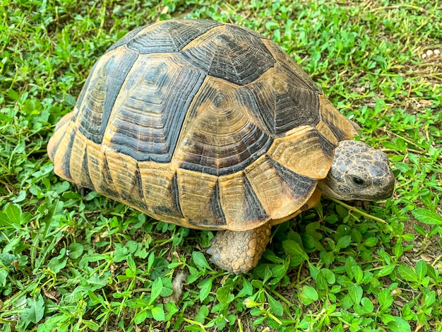 Tartaruga marrone in piedi sull'erba verde.