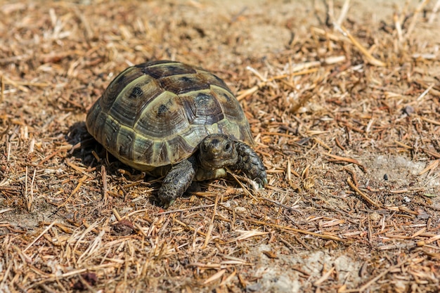 Tartaruga mediterranea della steppa sull'erba