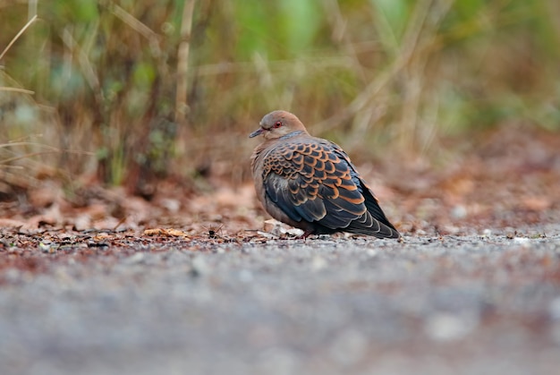 Tartaruga orientale Streptopelia della Tailandia